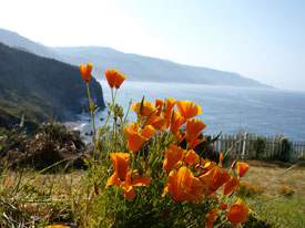 Poppies found along the Big Sur coastline